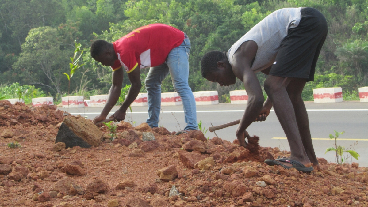 planting trees in Western Area - Freetown, Sierra Leone